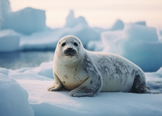 Let’s Go to the Arctic! - Let's Go